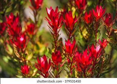 Devils Blush Leucadendron Salignum - Australian Native Flower