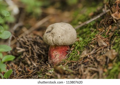 Devil's Bolete