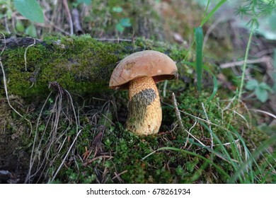 A Devil's Bolete