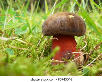 Devil's Bolete