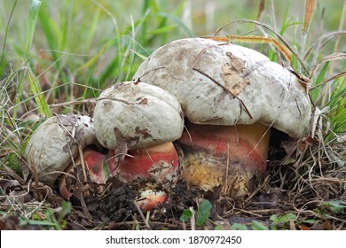 The Devils Bolete (Rubroboletus Satanas) Is A Poisonous Mushroom , Stacked Macro Photo