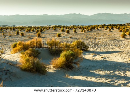 Devils Corn Field, Death Valley, California, USA