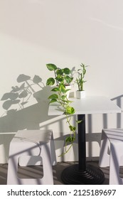 Devil's Ivy And Bamboo Plants In White Pot On White Background