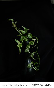Devil's Ivy In The Dark Green Bottle Of Water Isolated On Blackbackground. 