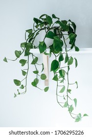 Devil's Ivy (Epipremnum Aureum) Hanging Plant On A Shelf Isolated Against A White Wall.