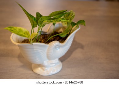 A Devil's Ivy, Or Golden Pothos, House Plant Growing From Cuttings And Potted Up In A Nautilus Pattern Vase, Made By Crown Lynn Potteries