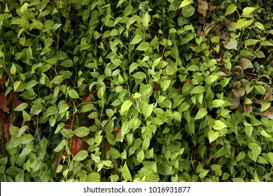 Devil's Ivy Green Leaves