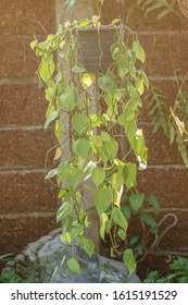 Devil's Ivy Hanging On Pot.(Epipremnum Aureum)