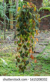 Devil's Ivy Hanging On Pot.(Epipremnum Aureum)