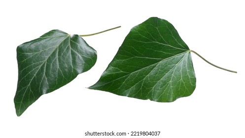 Devil's Ivy Leaf Isolated White, Clipping Path 