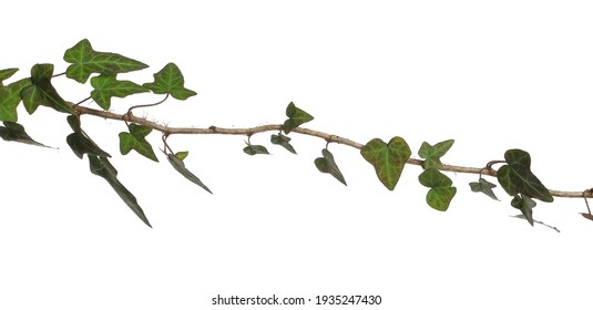 Devil's Ivy Leaves On Twig, Branch
Ceylon Creeper Foliage, Hedera Helix Isolated White Background, Clipping Path