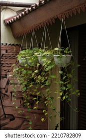 Devil's Ivy On Hanging Pot In Front Of The Home. Sirih Gading
