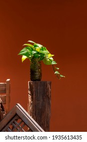 Devil's Ivy Plant Are Growing In Plastic Bottle On Wooden Stump With  Remaining Wood Material Used On Red Cement Wall In Home Gardening Area, Reuse And Upcycle Concept