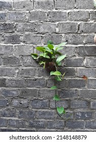 Devils Ivy Plant Hanging In A Pot On Gray Brick Wall. 