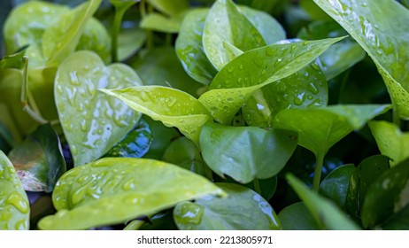 Devil's Ivy Plant That Thrives In The Yard Is A Green Vine