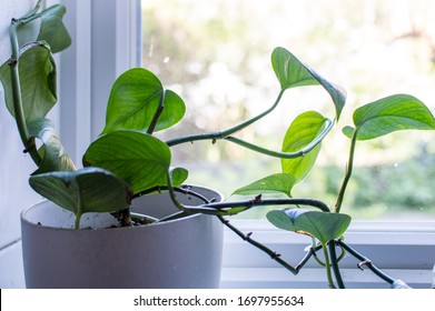 Devils Ivy Or Pothos Plant In A White Pot Placed Next To A Window