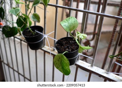 Devil's Ivy - Vine - Fence -soil - In The Black Pot