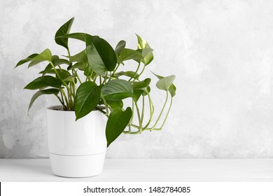 Devil's Ivy In A White Modern Flower Pot Over Grey Stone Background Copy Space