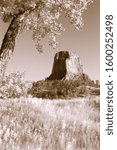 devils tower framed by overhanging cottonwood