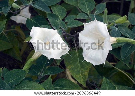 Devil's trumpet flower (Datura metel). Know also as Metel and Horn of plenty also