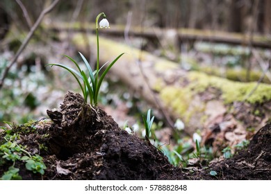 Devil's Valley, NPR Peklo Snowflake flower Bledule shrub in wetlands. Czech Republic