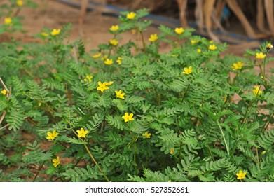 Devil's-weed, Puncture Vine,puncturevine,tackweed.;invasive Broadleave Weed