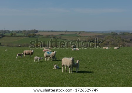 Devon Closewool Sheep with their Spring Lambs Grazing in a Field with a Panoramic View of the Rural Devon Countryside, England, UK