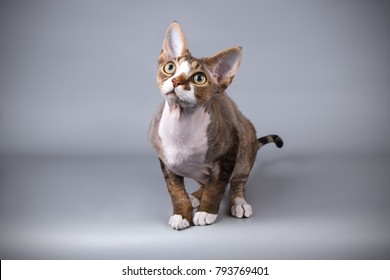 Devon Rex Bicolor Cat