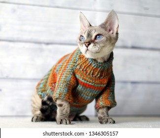 Devon Rex Blue-eyed Cat In An Orange Sweater.