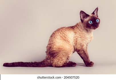 Devon Rex Cat