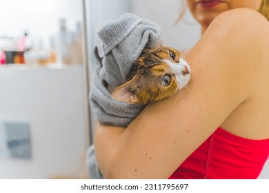 Devon rex cat after a shower, taking care of pets concept. High quality photo - Shutterstock ID 2311795697