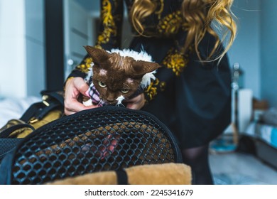 Devon rex cat being laid by a woman and glowering at the camera. Medium shot. High quality photo - Shutterstock ID 2245341679