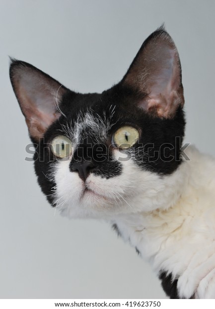 Devon Rex Cat Black White Bi Stock Photo (Edit Now) 419623750