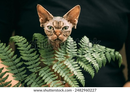 Image, Stock Photo Cats Portrait With Fern Leaves. Cute Funny Curious Playful Beautiful Devon Rex Cat Looking At Camera. Devon Rex Cat With Dark Brown Tabby Fur Color. Green Eyes. Amazing Happy Pets. Yellow Background