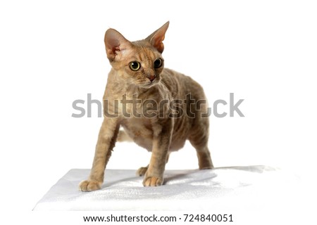 Devon Rex  Cat on white background