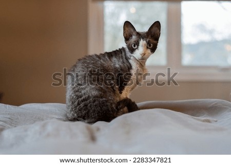 A Devon Rex cat sits on the bed and looks at the camera over its shoulder. It displays the distinctive wavy coat, large ears and eyes of a Devon Rex cat from England.