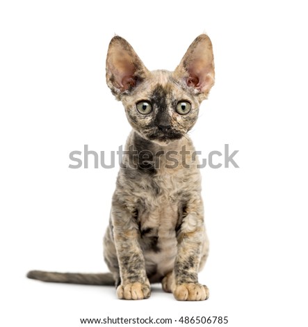Devon rex cat sitting isolated on white