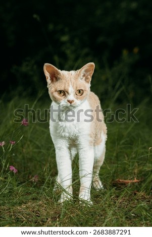 Devon Rex cat stands proudly among colorful wildflowers in nature.