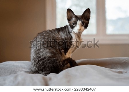 Devon Rex cat with a wavy coat looks at the camera with a window in the background.