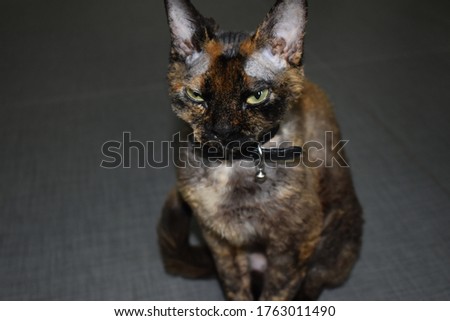 A Devon Rex cat who's grumpy