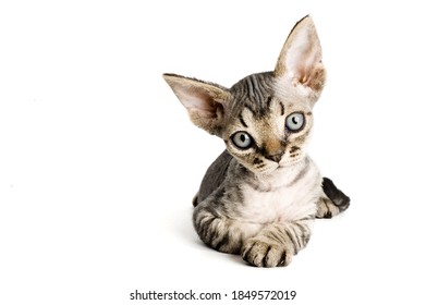 A Devon Rex kitten with big ears and green eyes lies on a white background. A kitten with curly hair. Cats stock photo.