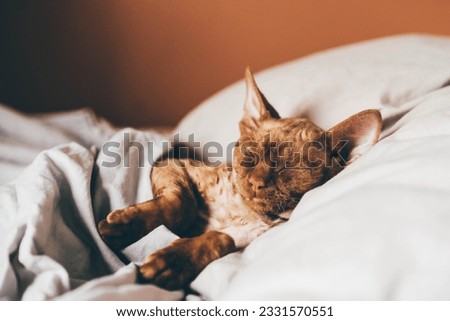  Devon Rex kitten. Devon rex cat sleeping on bed,
