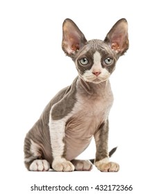 Devon Rex Kitten Isolated On White