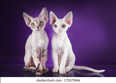 4,270 Devon Rex Cat Images, Stock Photos & Vectors | Shutterstock