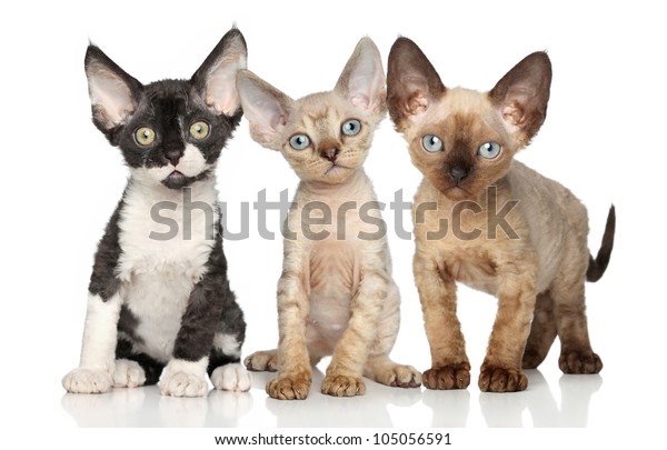 devon rex kittens available now
