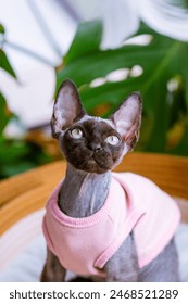 A Devon Rex playing indoors while wearing clothes