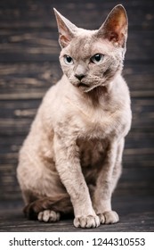 Devon-rex breed cat sits on a dark wooden background.
