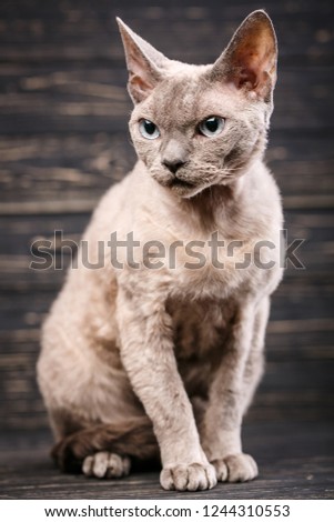 Devon-rex breed cat sits on a dark wooden background.