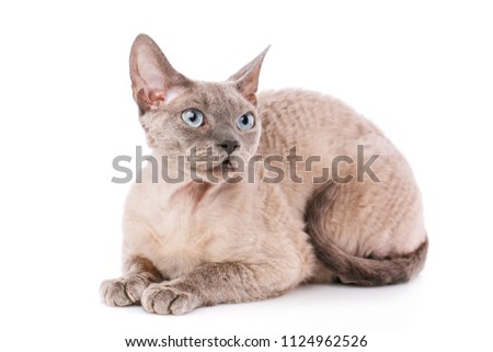 Devon-rex cat close-up portrait on a white background