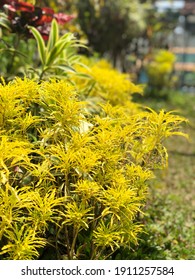 Devorative Plant Called Yelow Brocolli In Indonesia(Euodia Ridleyi)